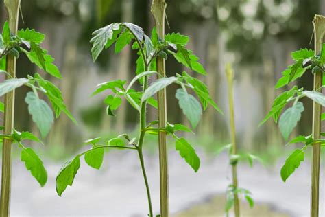 importance of staking in agriculture|The Importance of Staking Plants .